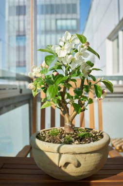  Nisan ayında balkonda çiçek açarken bonsai olarak elma ağacı Malus Evereste                               