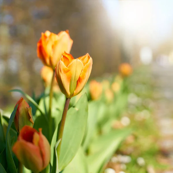 在春暖花开的日子里 花园里盛开着郁金香 — 图库照片