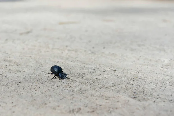 Πολύ Δηλητηριώδες Αλλά Προστατευμένο Μαύρο Μπλε Σκαθάρι Λαδιού Σκαθάρι Κυψέλης — Φωτογραφία Αρχείου