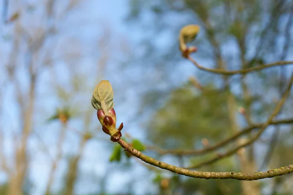 Kestane Ağacındaki Kalın Tomurcuk Baharın Ilk Ilık Günlerinde Parkta Kestanesi — Stok fotoğraf