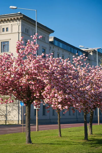 Blühende Kirschbäume Frühling Auf Einer Straße Der Innenstadt Von Magdeburg — Stockfoto