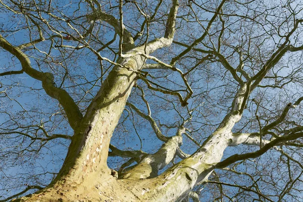 View Upwards Tree Crown Old Maple Leaved Plane Tree Platanus — Stock Photo, Image