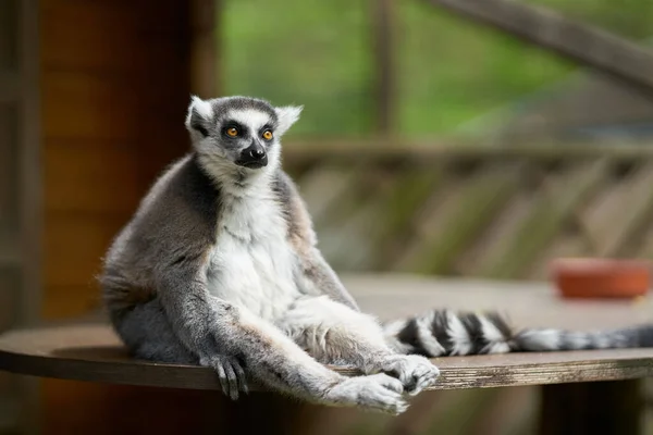 Lémur Cautivo Sentado Alerta Cola Anillada Lemur Catta Parque Animales —  Fotos de Stock
