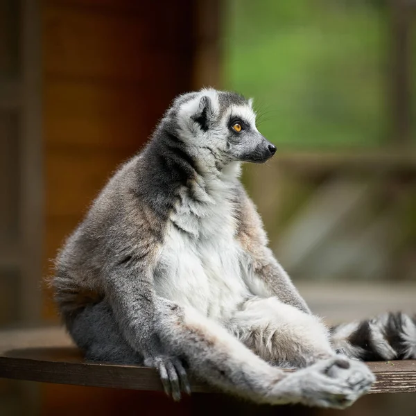 Lémur Cautivo Sentado Alerta Cola Anillada Lemur Catta Parque Animales —  Fotos de Stock
