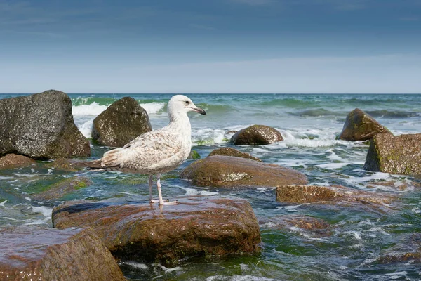 Молодий Европейський Оселедець Камені Пляжі Куелунгсборн Німецькому Узбережжі Балтики — стокове фото