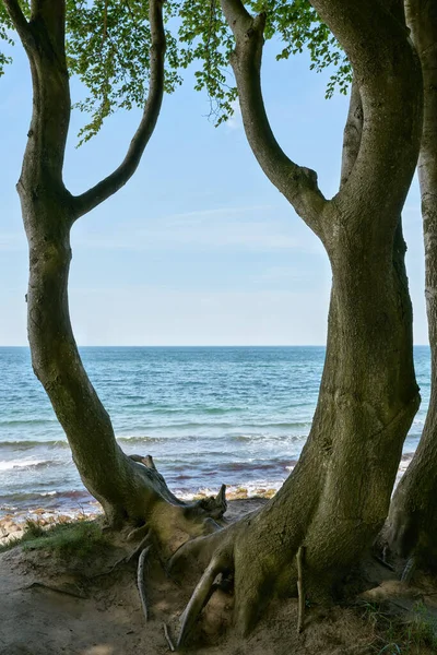 Drzewa Klifach Morza Bałtyckiego Między Khlungsborn Heiligendamm Niemczech — Zdjęcie stockowe