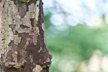 dead sycamore maple with symptoms of sooty bark disease, Rurindenkrankheit,  caused by the fungus Cryptostroma corticale                               