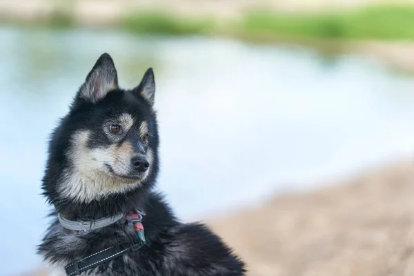Attentive Husky Mongrel Text Free Space Right Side Lake Watching — Stockfoto