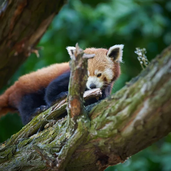 Utangaç kırmızı panda, Ailurus fulgens hayvanat bahçesindeki ağaç gövdesinde                               