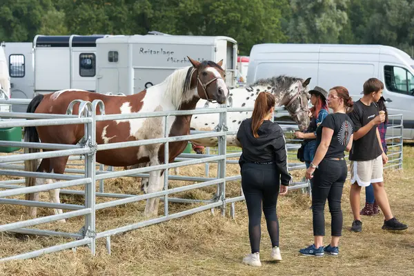 ハベルベルク ドイツ 9月02日2023 ドイツのハベルグの年間馬市場で販売のための馬といくつかの利害関係者 ストックフォト