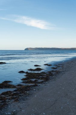     Bir sonbahar fırtınasından sonra yüzen enkaz, Almanya 'nın Ruegen adasındaki Binz sahilinde deniz yosunu.                           