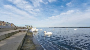  Stralsund, Almanya 3 Kasım 2023: Almanya 'da Strelasund' da Hanseatic şehri Stralsund 'un Sundgezinti güvertesinde kuğular                       