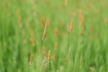Çiçekli otlar, çayır tilkisi, Alopecurus pratensis, baharda yeşil bir çayırda.                               