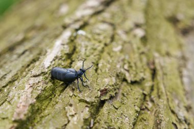  female, very poisonous black-blue oil beetle, schwarzblauer lkfer, Blister beetle, Meloe proscarabaeus, on a tree trunk lying on the ground                               clipart