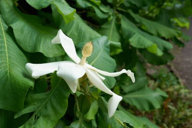   Blossom of a bigleaf magnolia, magnolia macrophylla, in a public park in Cologne, Germany                               clipart