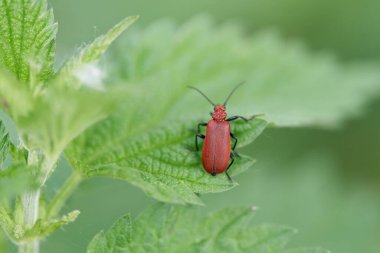  Red-headed Cardinal Beetle, rotkpfiger Feuerkfer, Pyrochroa serraticornis on the leaf of a stinging nettle in spring                               clipart