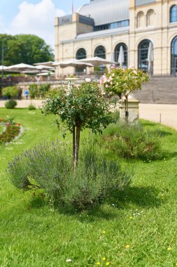   Halk parkında gül çalılığı ve lavanta, Botanischer Bahçesi, Köln 'de Flora, Almanya                             