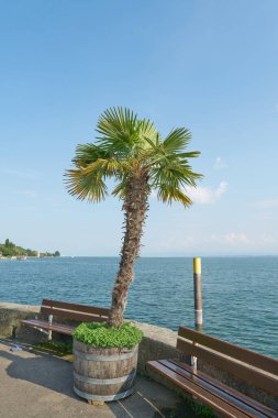  Meersburg 'daki güneşli liman iskelesinde, Almanya' da Constance Gölü, Bodensee 'de palmiye ağacı.                              