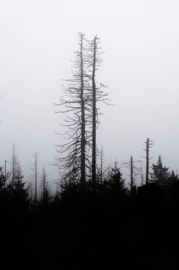 Almanya 'daki Harz Ulusal Parkı' ndaki Schierke yakınlarındaki Brocken Dağı 'nın eteğindeki ölü çayırların siluetleri sisli havada.                               