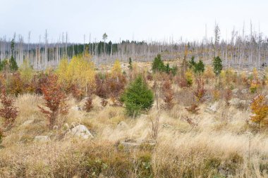Almanya 'daki Harz Ulusal Parkı' nda Brocken 'in eteklerindeki ölü ladin ağaçları arasında yeni büyüyen kayın ve huş ağacı ormanı.