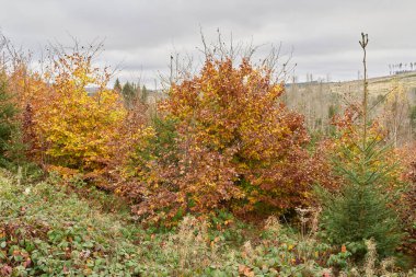 Almanya 'daki Harz Ulusal Parkı' nda Brocken 'in eteklerindeki ölü ladin ağaçları arasında yeni büyüyen kayın ağaçları.