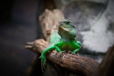 Yeşil su ejderhası, grune Wasseragame, Physignathus cocincinus bir ağaç gövdesinde tutsak.                               