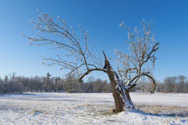  Alelade kül, Fraxinus Excelsior kışın Magdeburg yakınlarındaki bir parkta kırık sandıkla                              