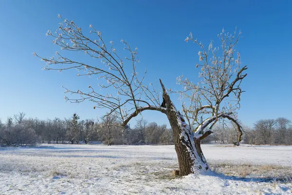  Alelade kül, Fraxinus Excelsior kışın Magdeburg yakınlarındaki bir parkta kırık sandıkla                              