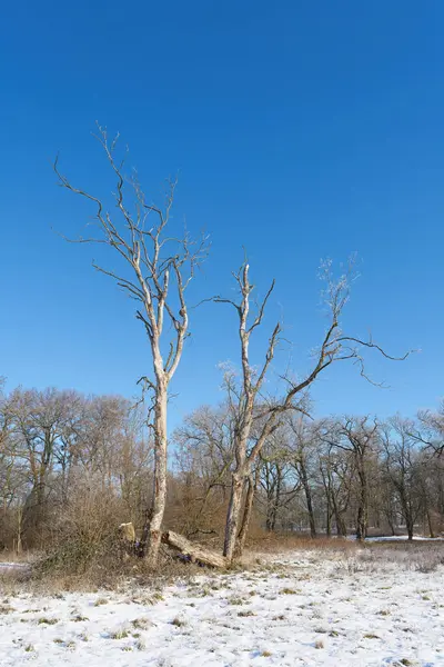  Ölü Sycamore akçaağaç Acer sahte platanus, Rotehorn şehir parkında, kışın Magdeburg Stadtpark 'ta                              