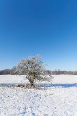  Magdeburg 'daki Rotehorn şehir parkında kış manzarası ön planda bir şahin, Crataegus monogyna                              
