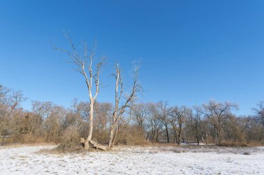  Ölü Sycamore akçaağaç Acer sahte platanus, Rotehorn şehir parkında, kışın Magdeburg Stadtpark 'ta                              