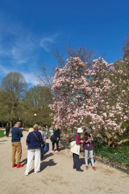 Karlovy Vary, Çek Cumhuriyeti 20 Nisan 2025: Çek Cumhuriyeti 'nin Karlovy Vary kentindeki Dvorak Park' ta çiçek açan bir manolya ağacında turistler