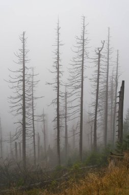  Harz Ulusal Parkı 'ndaki Schierke yakınlarındaki Brocken' in eteklerindeki havuç böceği istilasına bağlı lacı ladin ağaçları olan ölü bir orman.                              