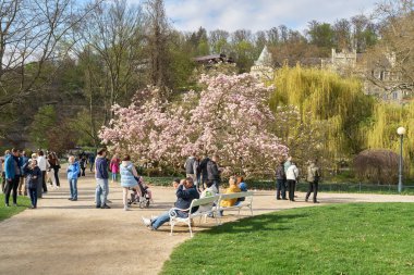 Karlovy Vary, Çek Cumhuriyeti 19 Nisan 2025: Çek Cumhuriyeti 'nin Karlovy Vary kentindeki Dvorak Park' ta çiçek açan bir manolya ağacında turistler