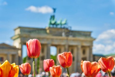  Berlin 'deki Pariser Platz' da laleli çiçek yatağı. Arka planda şehrin bir simgesi olan Brandenburg Kapısı var.                              