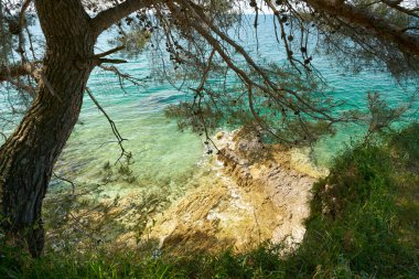   Hırvatistan 'ın Porec kenti yakınlarındaki bazı ağaçlarla Adriyatik Denizi' nin kayalık kıyıları                             