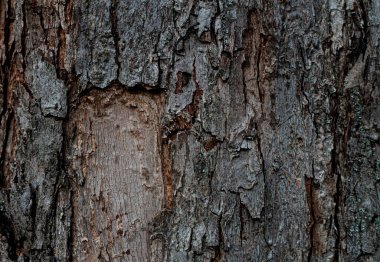 Eski ağaç kabuğunun doğal arkaplan dokusu