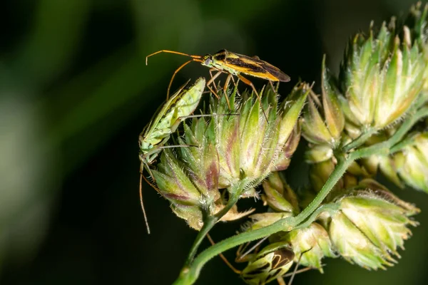 Yeşil Bitki Yaprakları Üzerinde Çiftleşen Iki Yeşil Böcek Resmi Böcek — Stok fotoğraf