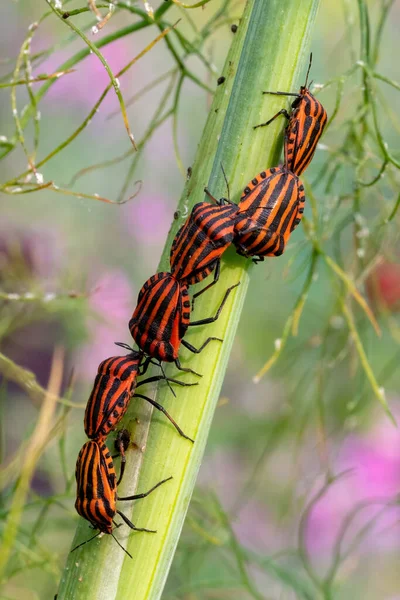 Striptiz Böceği Yeşil Arka Planda Dereotu Sapına Tırmanır — Stok fotoğraf