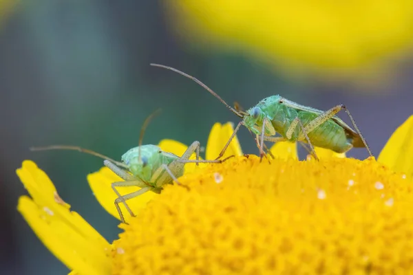 Dos Insectos Hierba Manchada Sienta Una Flor Amarilla Sobre Fondo —  Fotos de Stock