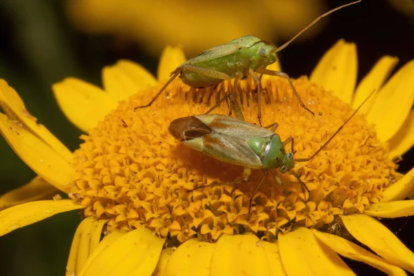 Benekli Çim Böceği Bulanık Bir Arkaplanda Sarı Bir Çiçeğe Oturur — Stok fotoğraf