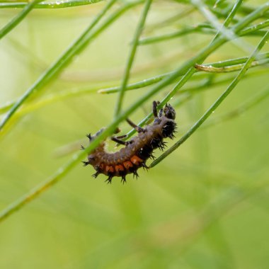 Rezene bitkisindeki Asyalı uğur böceği larvası bulanık yeşil arka planda