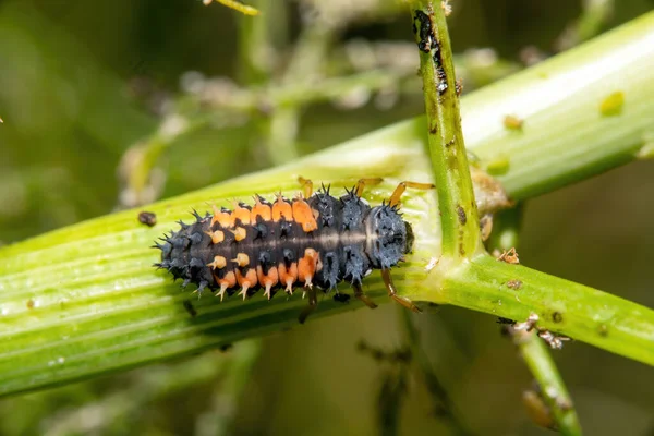 Asiatische Marienkäferlarve Auf Einer Fenchelpflanze Vor Verschwommenem Grünen Hintergrund — Stockfoto