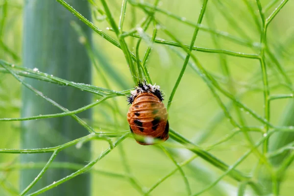 Rezene Bitkisindeki Asyalı Uğur Böceği Larvası Bulanık Yeşil Arka Planda — Stok fotoğraf
