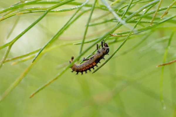 Larva Mariquita Asiática Sobre Una Planta Hinojo Sobre Fondo Verde — Foto de Stock