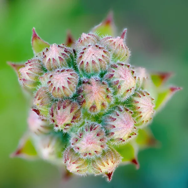 Eine Nahaufnahme Der Blütenknospen Einer Sukkulenten Pflanze — Stockfoto