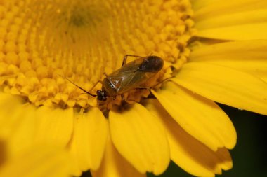 Kahverengi-siyah ısırgan böceğinin sarı papatya çiçeğinin doğasındaki matrosu.