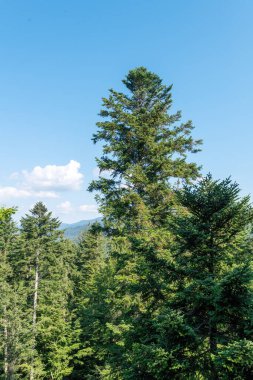 Almanya 'nın Bavyera Ormanı' ndaki ladin ve köknar ağaçları bulutlu mavi gökyüzüne karşı