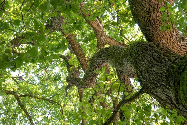 Staré Dubové Větve Zelenými Listy Větvemi Lese Stock Fotografie
