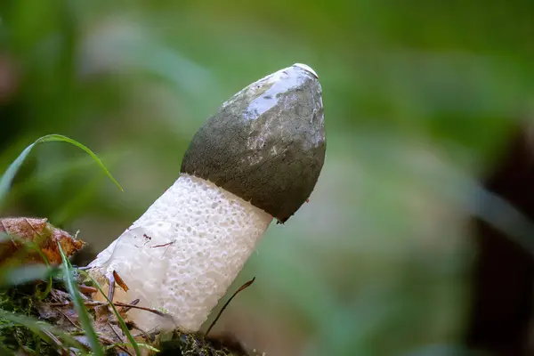 Detailed View Stinkhorn Phallus Impudicus Blurred Green Background Royalty Free Stock Images